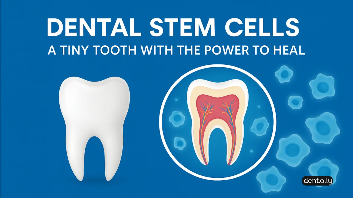 Dental Stem Cells: A Tiny Tooth With the Power to Heal -  Dentally