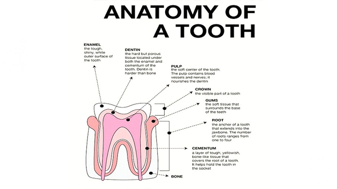 Parts of a tooth